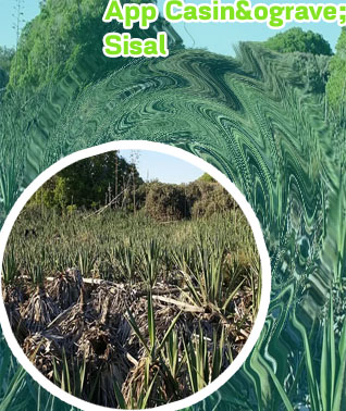 Slot sisal vincenti